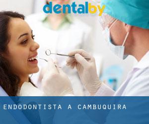 Endodontista a Cambuquira